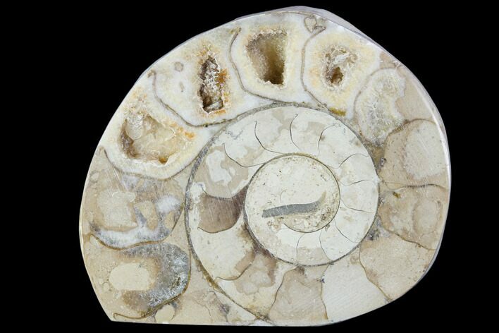 Polished Ammonite (Hildoceras) Fossil - England #103972